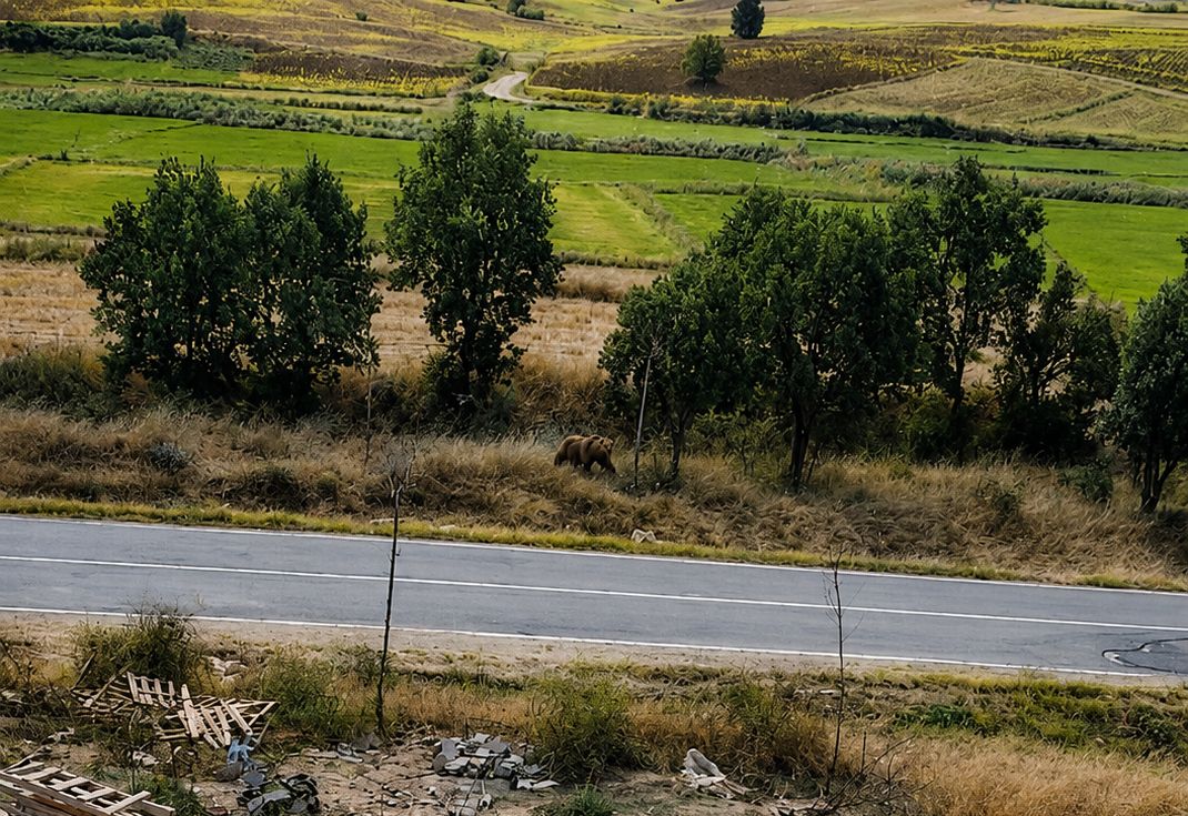 Belediye başkanından ‘bozayı’ uyarısı