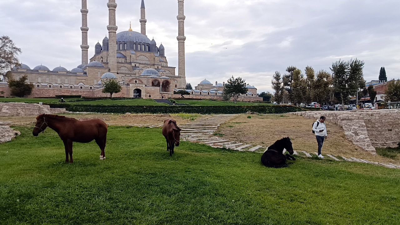 Selimiye’nin davetsiz misafirleri