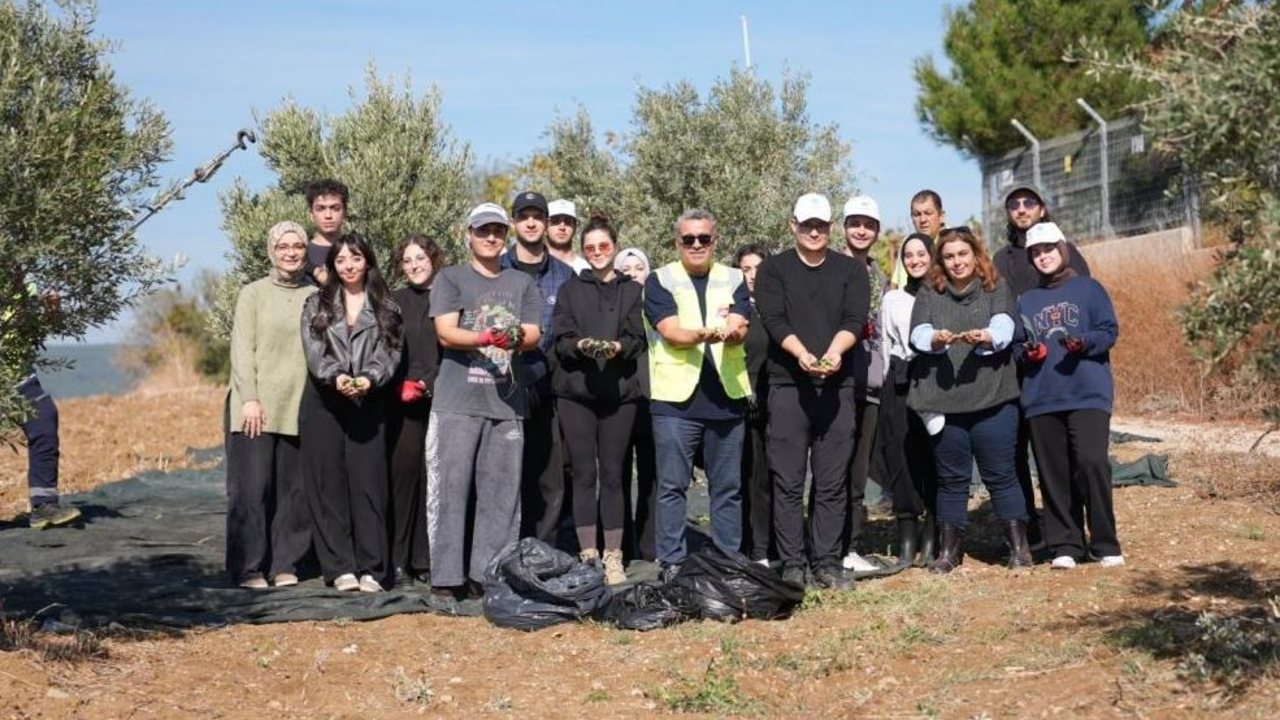 Üniversiteliler zeytin hasadına katıldı