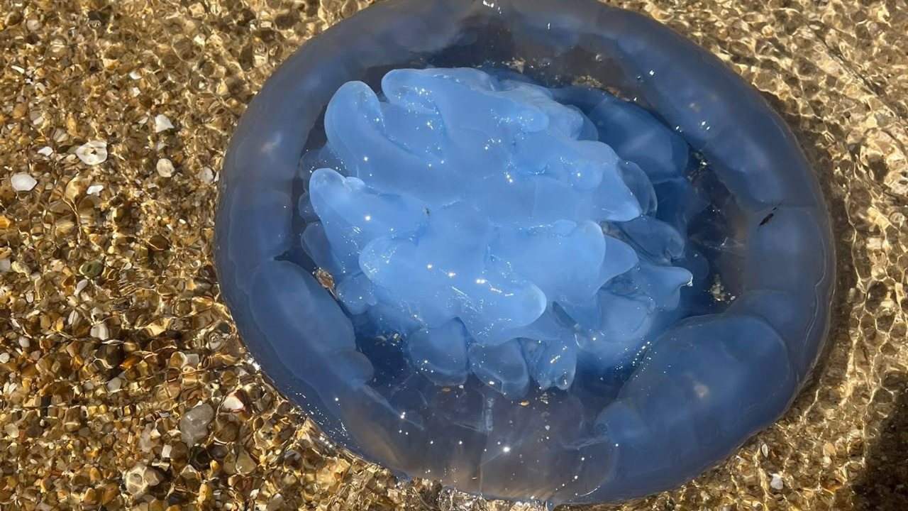 Saros’ta deniz ciğeri denizanası görüldü