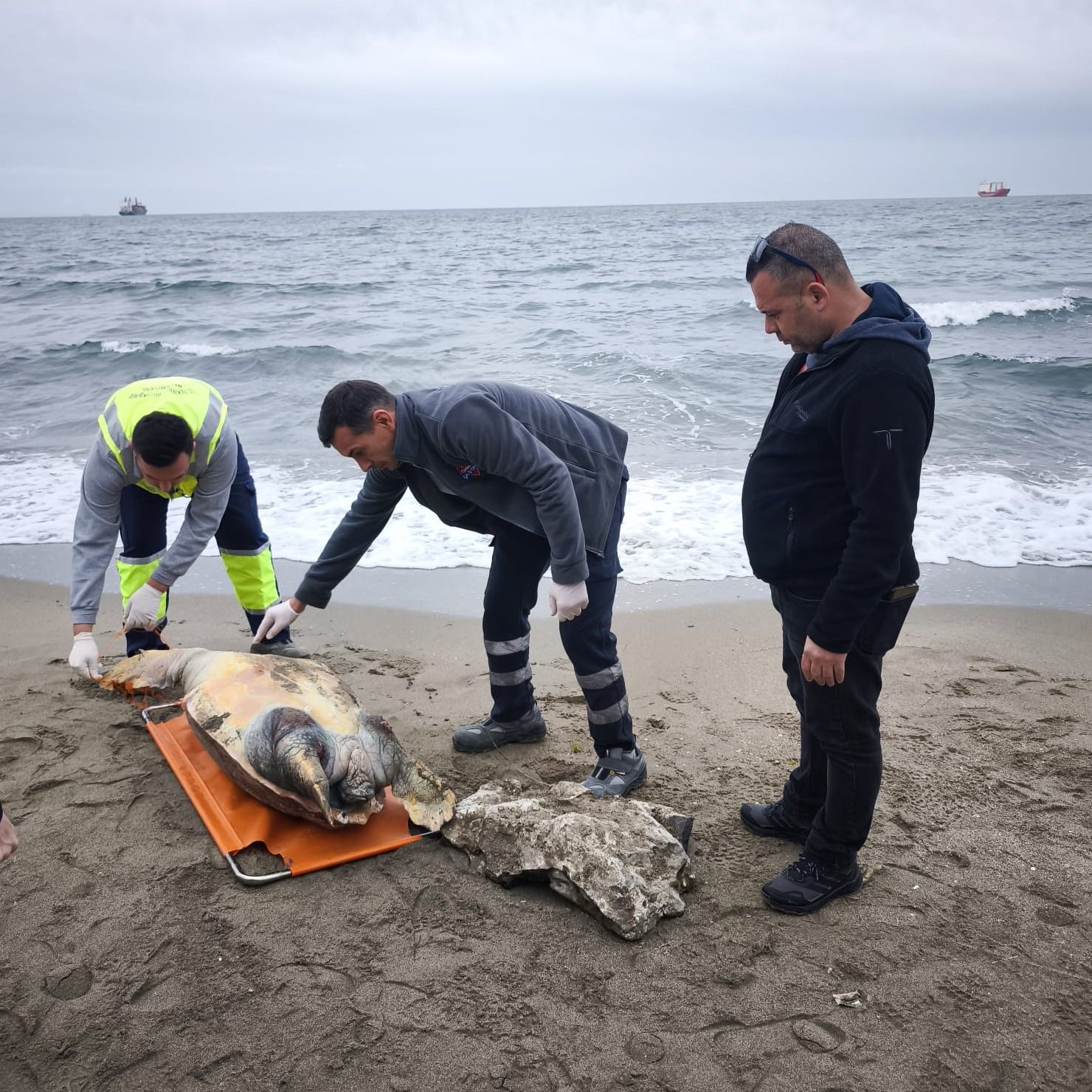 Sahile vurmuş ölü caretta caretta bulundu