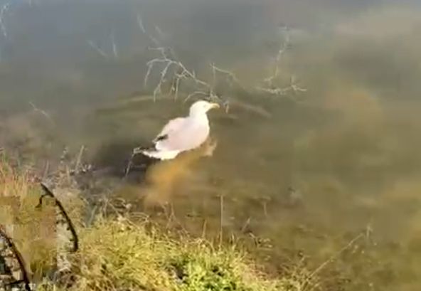 Yaralı martı, tedavisinin ardından doğaya bırakıldı