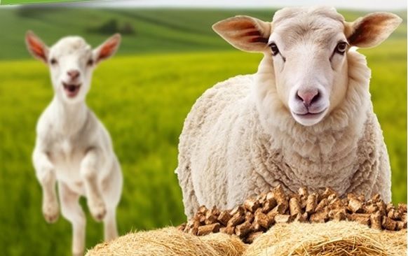 Büyükşehir Belediyesi’nden hayvan yetiştiricilerine yem desteği