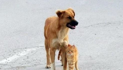 Sahipli kedi ve köpekler kimliklendiriliyor