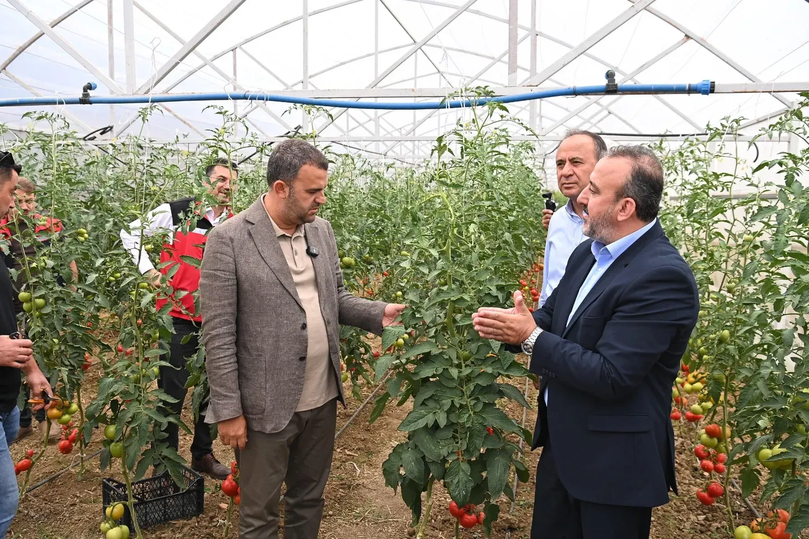 Belediyenin seralarında hasat heyecanı