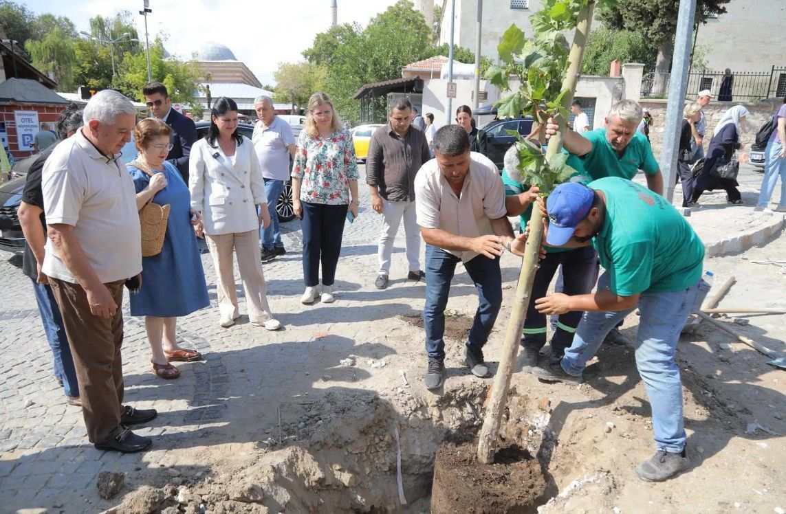 Kaldırılan ceviz ağacının yerine çınar ağacı dikildi