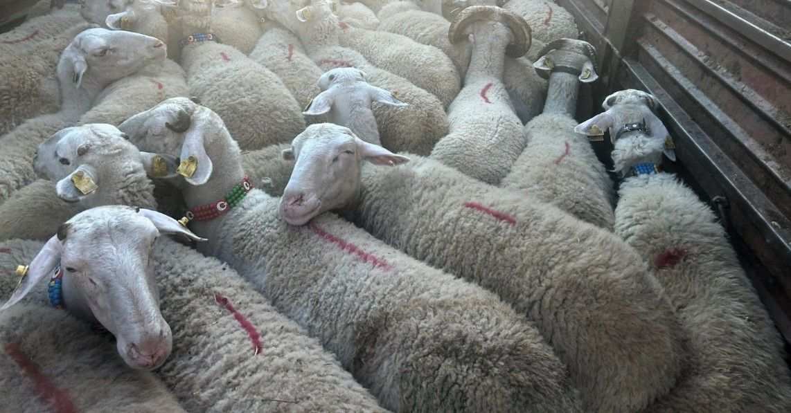 Kaçak hayvana geçit yok