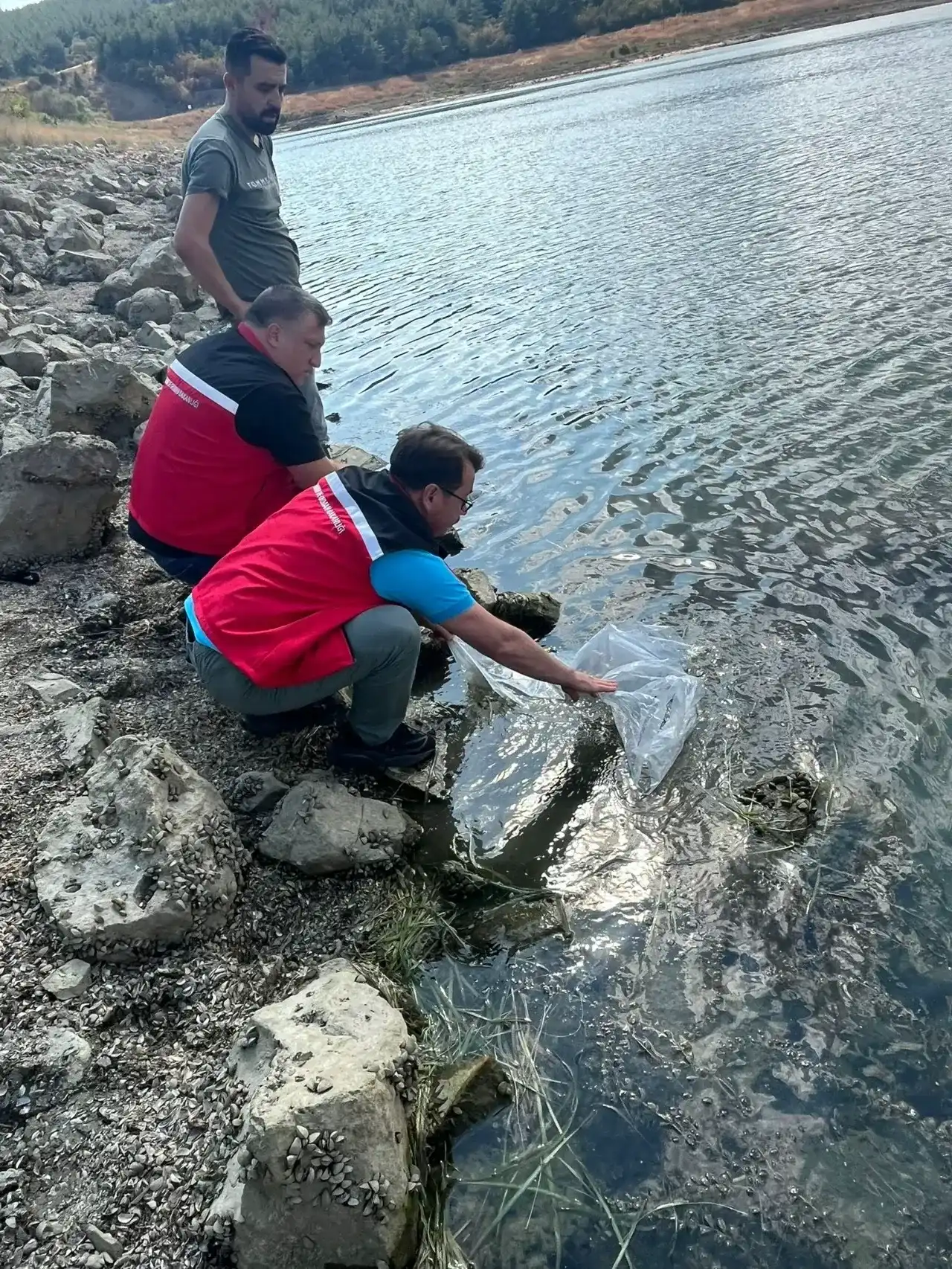 Tekirdağ’da göletlere 975 bin sazan yavrusu bırakıldı
