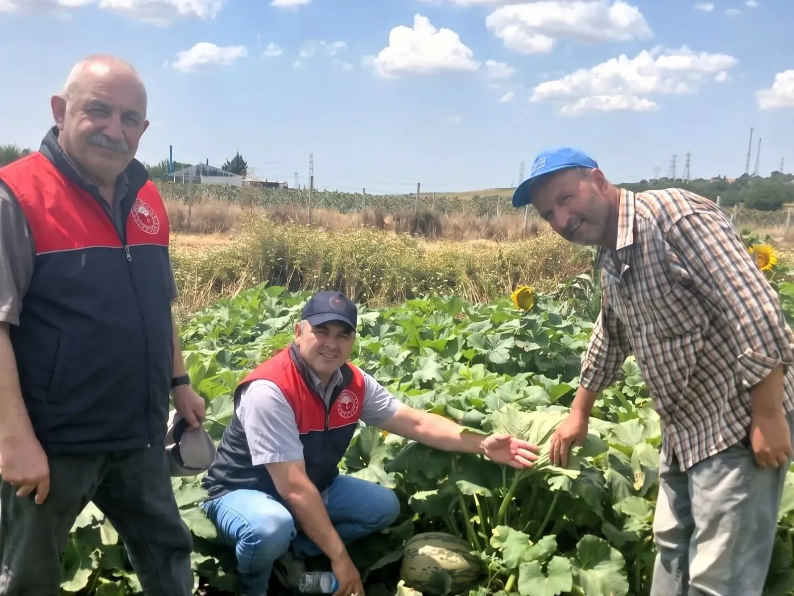 Yerli çerezlik kabak çeşitleri üreticiyle buluşuyor