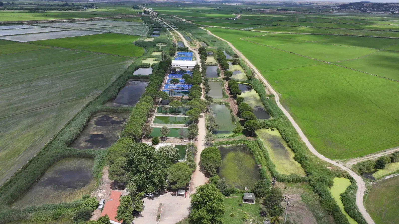 40 milyon yavru sazan balığı, su kaynaklarıyla buluşturuldu